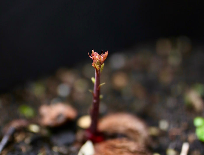 <h1><strong>Über Schwarznuss</strong></h1>